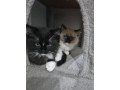 kittens-small-2