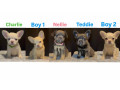 ready-now-fluffy-french-bulldog-puppies-small-0