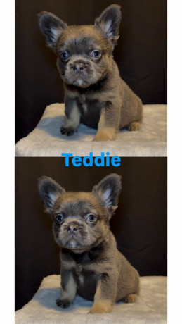 ready-now-fluffy-french-bulldog-puppies-big-1