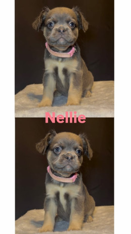 ready-now-fluffy-french-bulldog-puppies-big-2