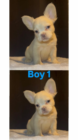 ready-now-fluffy-french-bulldog-puppies-big-4