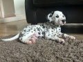 kc-registration-dalmatian-puppies-for-sale-small-1