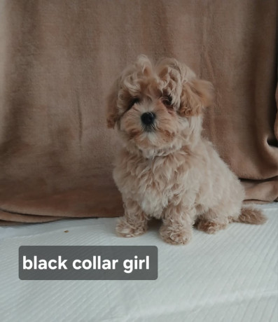 stunning-maltipoo-pups-big-4