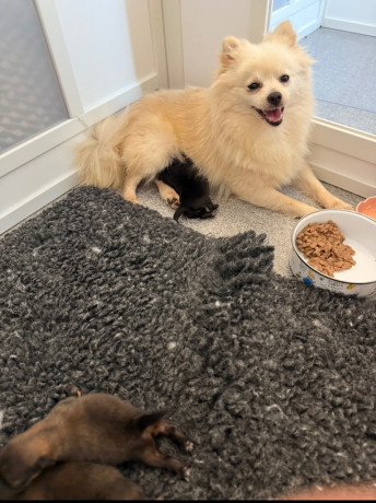 beautiful-pomeranian-puppies-big-0