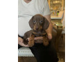 miniature-dachshund-puppies-small-4