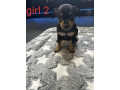 miniature-pinscher-puppies-small-1