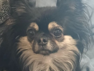 k-c-reg-long-coated-chihuahuas-available