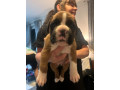 boxer-puppies-small-1