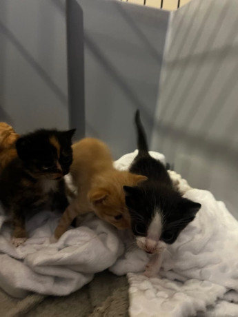 4-gorgeous-kittens-for-sale-big-0