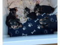 yorkshire-terrier-puppies-with-individual-vet-health-certificate-small-1
