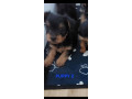 yorkshire-terrier-puppies-with-individual-vet-health-certificate-small-3