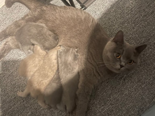 golden-colourpoint-bsh-kittens-ready-to-go