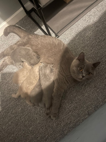 golden-colourpoint-bsh-kittens-ready-to-go-big-0