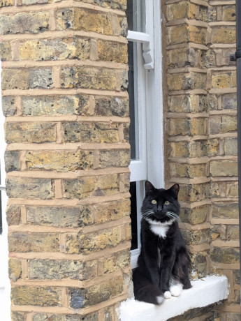 golden-colourpoint-bsh-kittens-ready-to-go-big-3