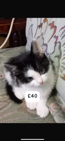 golden-colourpoint-bsh-kittens-ready-to-go-big-4