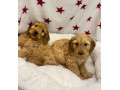 cackapoo-puppies-for-sale-small-0