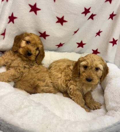 cackapoo-puppies-for-sale-big-1