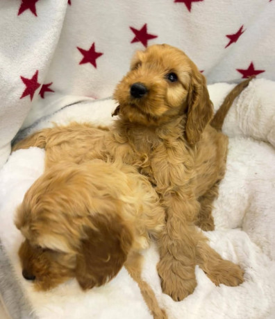 cackapoo-puppies-for-sale-big-3