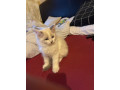 ragdoll-kittens-10-weeks-old-ready-to-go-small-1