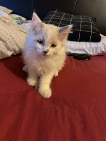 ragdoll-kittens-10-weeks-old-ready-to-go-big-0