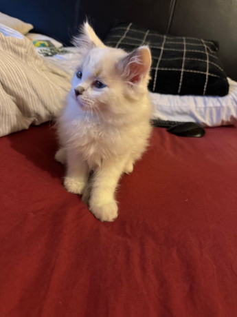 ragdoll-kittens-10-weeks-old-ready-to-go-big-2