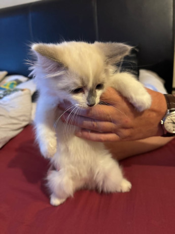 ragdoll-kittens-10-weeks-old-ready-to-go-big-3