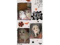 gccf-ragdoll-kittens-for-sale-small-0