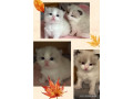 gccf-ragdoll-kittens-for-sale-small-1