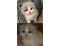 gccf-ragdoll-kittens-for-sale-small-2
