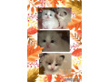 gccf-ragdoll-kittens-for-sale-small-3