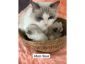 gccf-ragdoll-kittens-for-sale-small-4