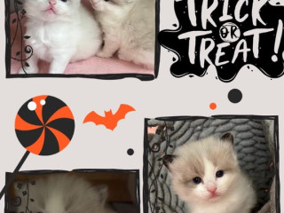 gccf-ragdoll-kittens-for-sale