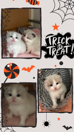 gccf-ragdoll-kittens-for-sale-big-0