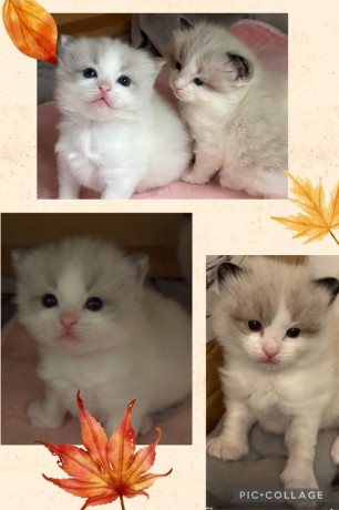 gccf-ragdoll-kittens-for-sale-big-1