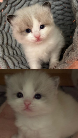 gccf-ragdoll-kittens-for-sale-big-2