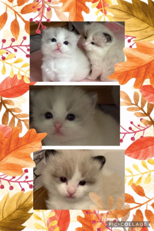 gccf-ragdoll-kittens-for-sale-big-3