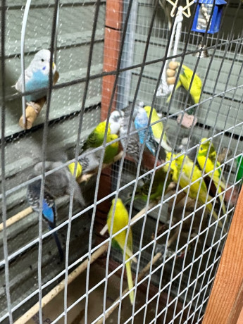 budgies-albinolitinocobaltpiedrainbows-breeding-pairshand-thamed-big-1
