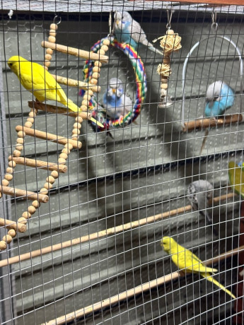 budgies-albinolitinocobaltpiedrainbows-breeding-pairshand-thamed-big-2