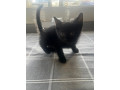 beautiful-kittens-small-4