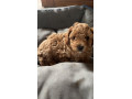 f2b-cavapoo-puppies-ready-to-leave-small-3
