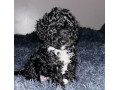 f2b-cavapoo-puppies-ready-to-leave-small-4