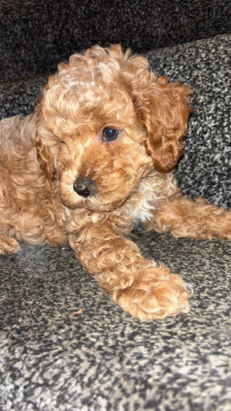f2b-cavapoo-puppies-ready-to-leave-big-1