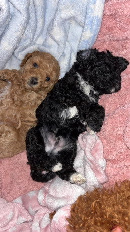 f2b-cavapoo-puppies-ready-to-leave-big-2