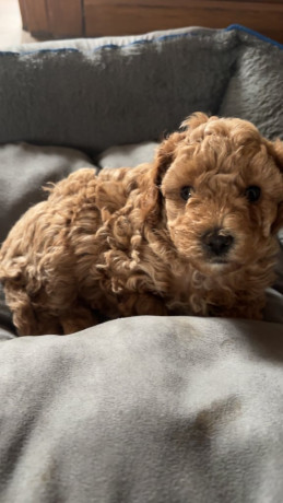 f2b-cavapoo-puppies-ready-to-leave-big-3