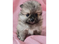extra-small-pomeranian-puppies-small-2