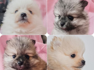 extra-small-pomeranian-puppies