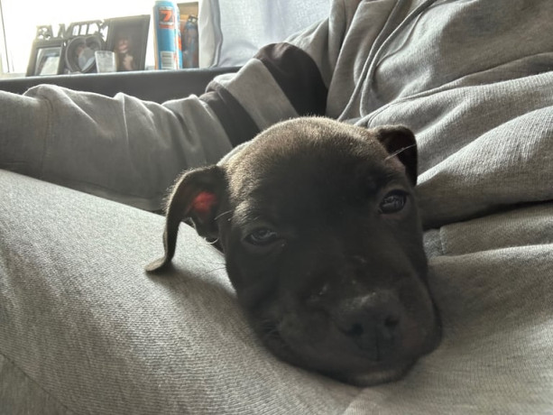 female-staffy-pup-big-0