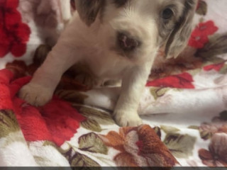 5-beautiful-cocket-spaniels