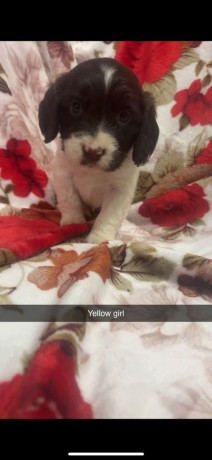 5-beautiful-cocket-spaniels-big-4