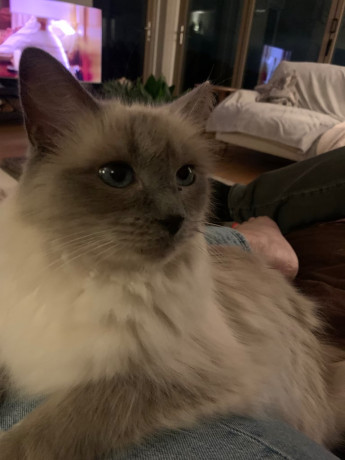 ragdoll-female-big-4